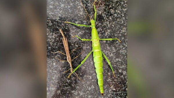 Natural History Museum confirms stick insect is male and female