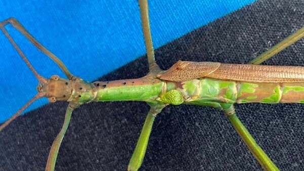Natural History Museum confirms stick insect is male and female