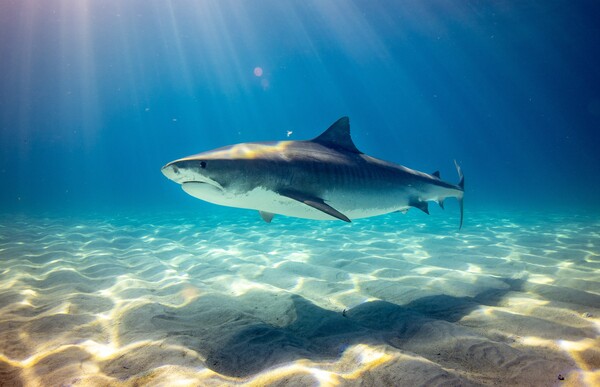 Κάμερα κατέγραψε το εσωτερικό του στόματος ενός καρχαρία