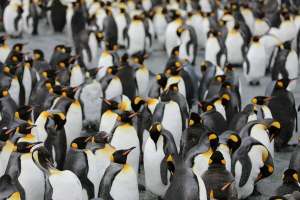 Οι αυτοκρατορικοί πιγκουίνοι κινδυνεύουν με εξαφάνιση, προειδοποιούν ερευνητές