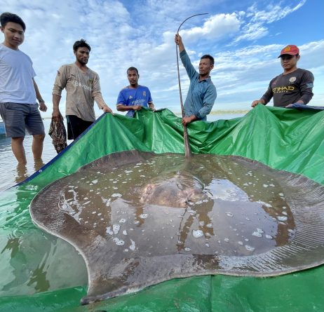 Watch a Giant Stingray’s Safe Return to Its River Home