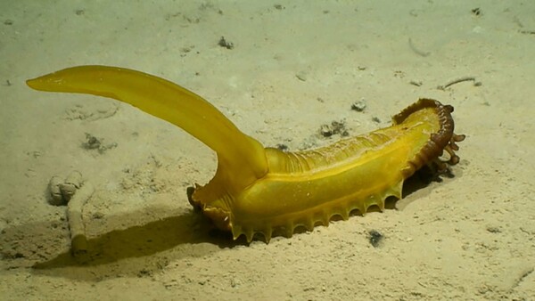 Μόλις ανακαλύφθηκαν νέα θαλάσσια είδη σε βαθιές θάλασσες 