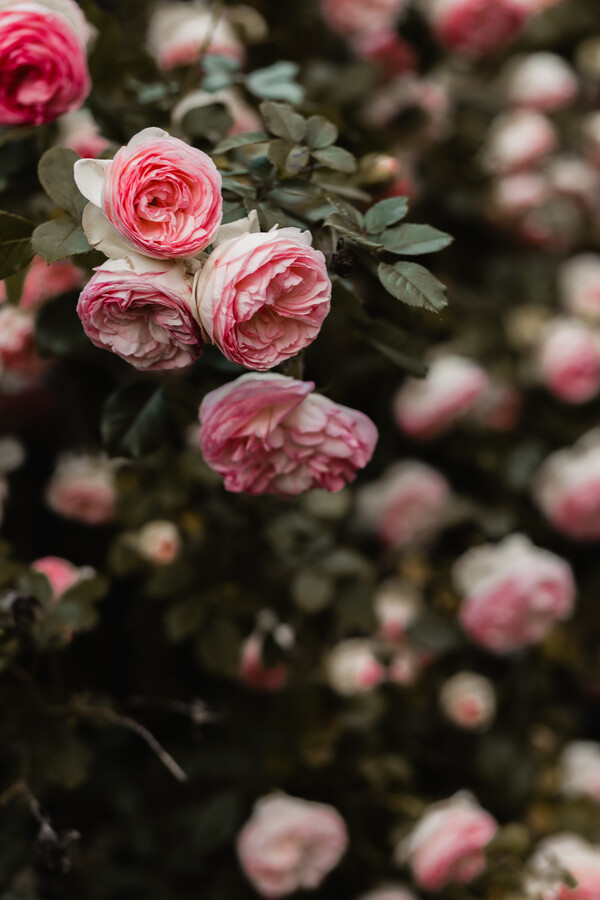 Σώζοντας σπάνια τριαντάφυλλα: Συλλέκτες προστατεύουν τα ρόδα από την εξαφάνιση