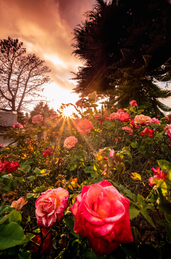 Σώζοντας σπάνια τριαντάφυλλα: Συλλέκτες προστατεύουν τα ρόδα από την εξαφάνιση