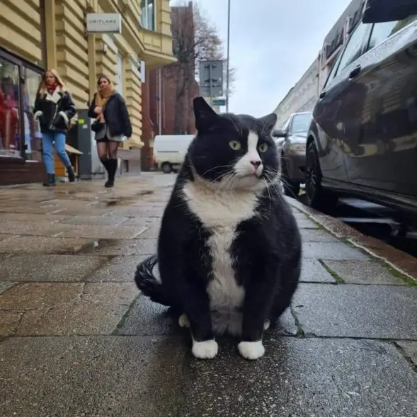 Αυτός ο γάτος είναι το διασημότερο αξιοθέατο της Szczecin- και μετρά 5 αστέρια στις κριτικές κοινού