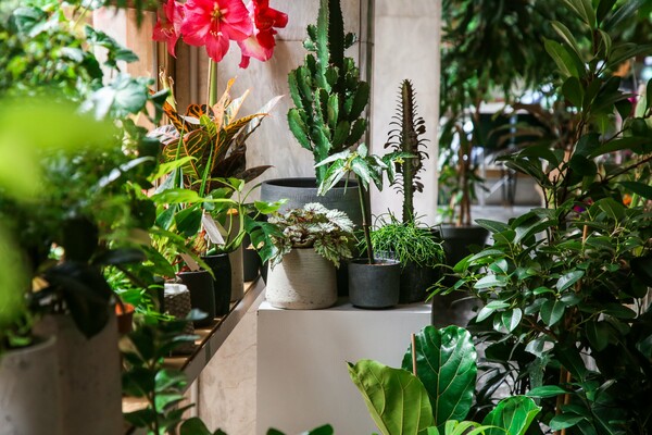 Plant Sitting: Κάποιοι θα προσέχουν τα φυτά σας όσο εσείς κάνετε διακοπές 