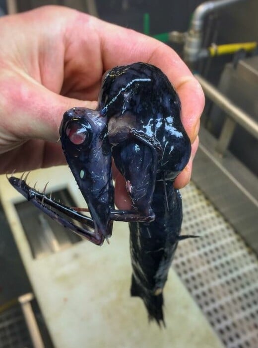 Ένας ψαράς φωτογράφισε πλάσματα σπάνια, τρομακτικά και αλλόκοτα που ζουν στα πιο ανεξερεύνητα μέρη των ωκεανών