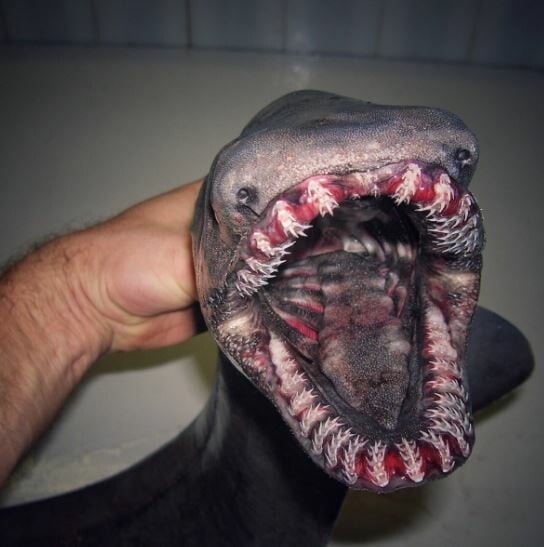 Ένας ψαράς φωτογράφισε πλάσματα σπάνια, τρομακτικά και αλλόκοτα που ζουν στα πιο ανεξερεύνητα μέρη των ωκεανών