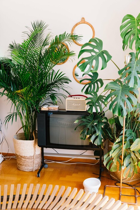 Τα φυτά εσωτερικού χώρου είναι τα νέα κατοικίδια των Αθηναίων millennials