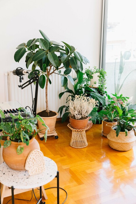 Τα φυτά εσωτερικού χώρου είναι τα νέα κατοικίδια των Αθηναίων millennials