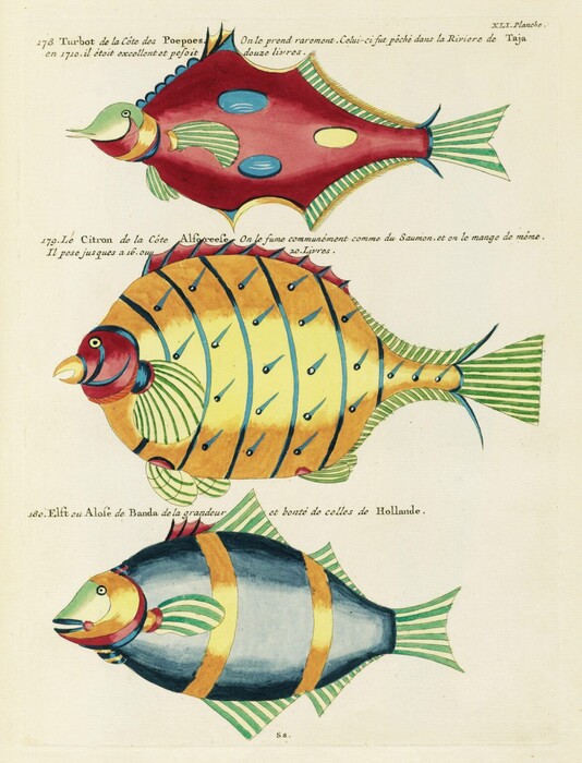 Online, οι πρώτες έγχρωμες απεικονίσεις θαλάσσιας ζωής - Από τον 18ο αιώνα