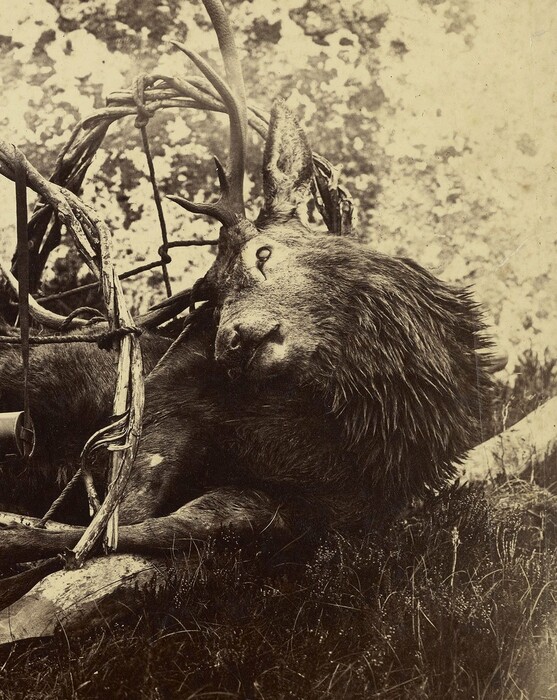 35 ιστορικές φωτογραφίες ζώων από μια υπέροχη έκθεση