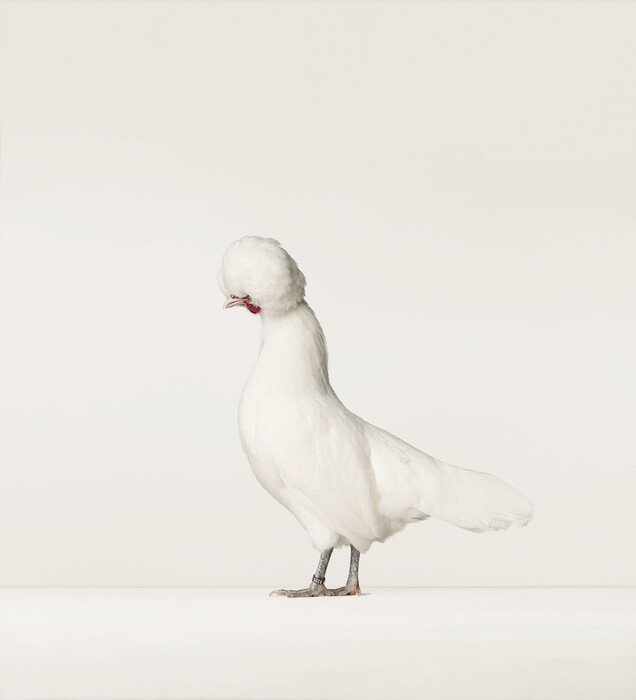 Γκλάμορους κότες, αστραφτερά κοκκόρια: Το άμοιαστο κοτέτσι του Ολλανδού φωτογράφου Alex ten Napel