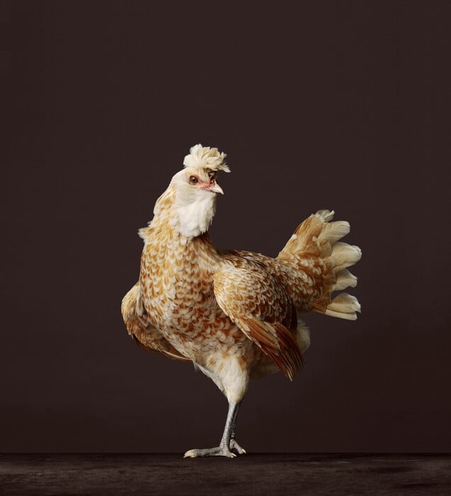 Γκλάμορους κότες, αστραφτερά κοκκόρια: Το άμοιαστο κοτέτσι του Ολλανδού φωτογράφου Alex ten Napel