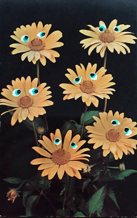 Λουλούδια κουτσομπόλες