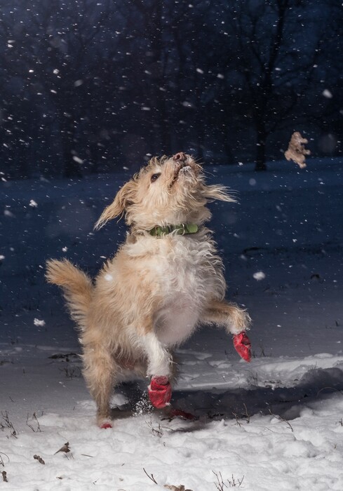 14 βραβευμένες φωτογραφίες με τα πιο όμορφα σκυλιά της χρονιάς