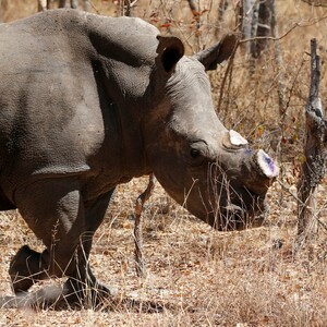 Στη Ζιμπάμπουε κόβουν τα κέρατα των ρινόκερων για να τους σώσουν τη ζωή