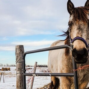 Έρευνα: Τα άλογα μπορούν να επικοινωνήσουν με τους ανθρώπους