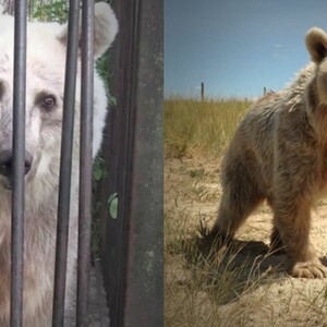 H PETA απελευθέρωσε αρκούδες που ζούσαν φυλακισμένες 20 χρόνια σε ζωολογικό κήπο