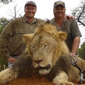600 λιοντάρια κάθε χρόνο σκοτώνουν οι αμερικανοί τουρίστες στην Αφρική