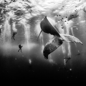 Μια φάλαινα με το μωρό της στην κορυφαία φωτογραφία της χρονιάς για το National Geographic