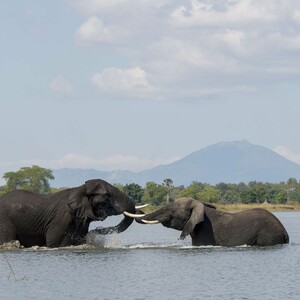 Δραματική μείωση του αριθμού των ελεφάντων αποκαλύπτει η έκθεση της Διεθνούς Ένωση Προστασίας της Φύσης