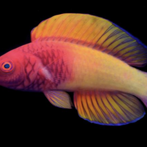 Rainbow Fish That’s Never Been Recorded Is Identified In Ocean’s ‘Twilight Zone’