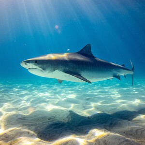 Κάμερα κατέγραψε το εσωτερικό του στόματος ενός καρχαρία