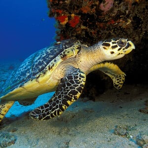 Κάποιες θαλάσσιες χελώνες ίσως δεν ξέρουν πού πηγαίνουν, όταν μεταναστεύουν