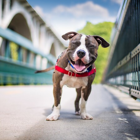 14 βραβευμένες φωτογραφίες με τα πιο όμορφα σκυλιά της χρονιάς