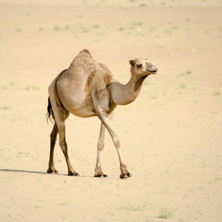 Παγώνη για τον ιό της καμήλας : Δε μεταδίδεται εύκολα αλλά 1 στους 3 που κολλά, καταλήγει