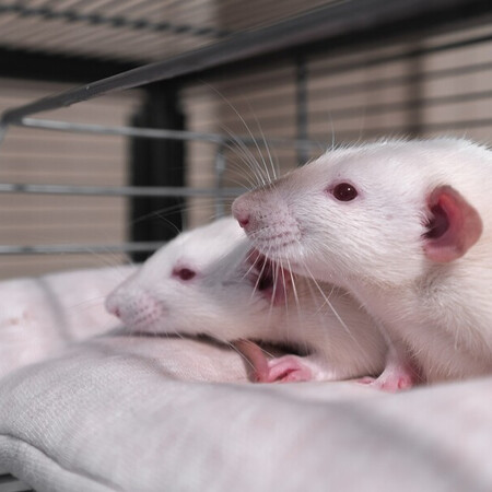 Ιάπωνας ερευνητής δημιούργησε τα πρώτα ωάρια από κύτταρα αρσενικών ποντικιών