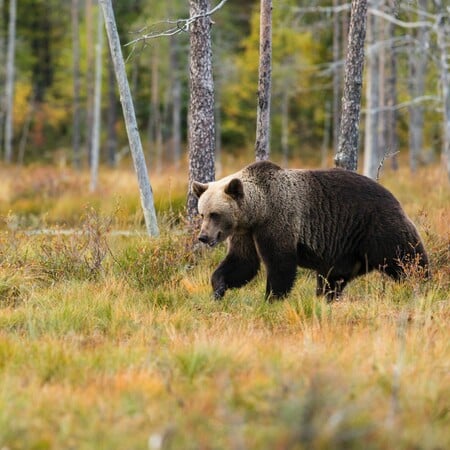 Ιταλία: Αιχμαλώτισαν και δεύτερη αρκούδα που τραυμάτισε πεζοπόρο