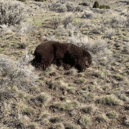 Αρκούδα γκρίζλι βρέθηκε νεκρή στις ΗΠΑ - Πιθανώς την πυροβόλησαν