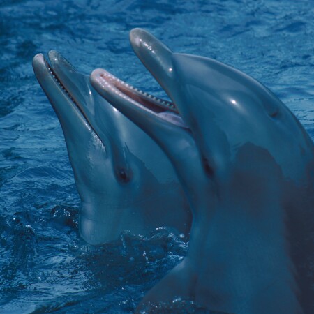 Κι όμως οι μαμάδες- δελφίνια μιλούν «μωρουδίστικα» στα παιδιά τους- Όπως και οι άνθρωποι