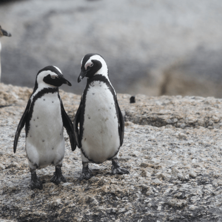 Ουρουγουάη: Νεκροί βρέθηκαν 2.000 πιγκουίνοι μέσα σε 10 ημέρες