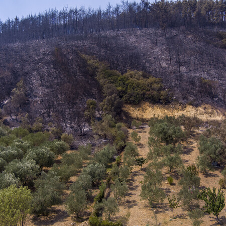 Περισσότερα από 617.000 στρέμματα κατέκαψε μέχρι σήμερα η πυρκαγιά στον Έβρο και πάνω από 50.000 στη Φυλή Αττικής
