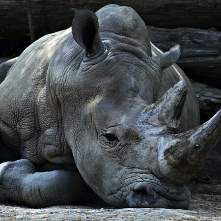 Ρινόκερος σκότωσε φύλακα ζωολογικού κήπου στην Αυστρία