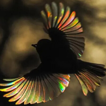 Καταλάθος απαθανάτισε σπάνιες φωτογραφίες πουλιών με φτερά σαν ουράνιο τόξο