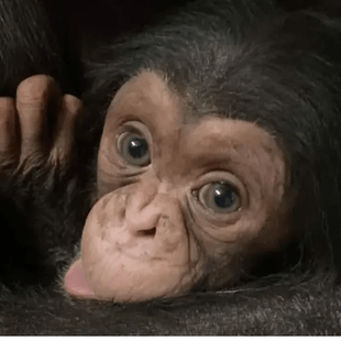 Μωρό χιμπαντζής σε ζωολογικό κήπο βρέθηκε νεκρό στην αγκαλιά της μητέρας του