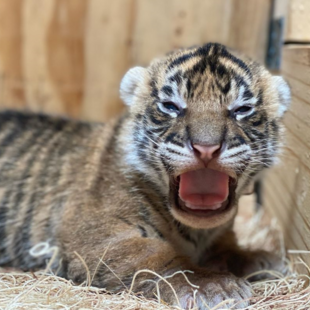 Η στιγμή που γεννιούνται δύο τίγρεις της Σουμάτρας- Είδος που απειλείται με εξαφάνιση