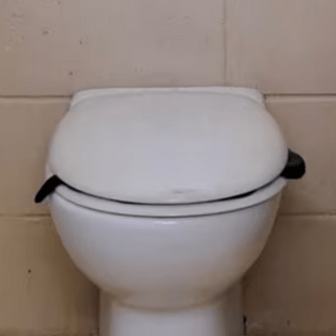 Δηλητηριώδες φίδι βρέθηκε σε δημόσια τουαλέτα στην Αυστραλία