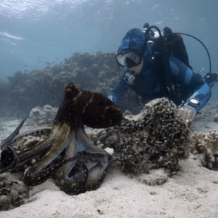 Η στιγμή που μια θαλάσσια βιολόγος επικοινωνεί με ένα χταπόδι στα βάθη του ωκεανού