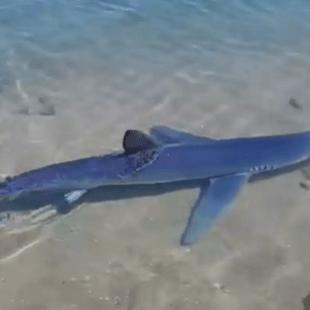 Καρχαρίας εντοπίστηκε στη μαρίνα της Γλυφάδας